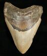 Megalodon Tooth - Carolinas #4987-1